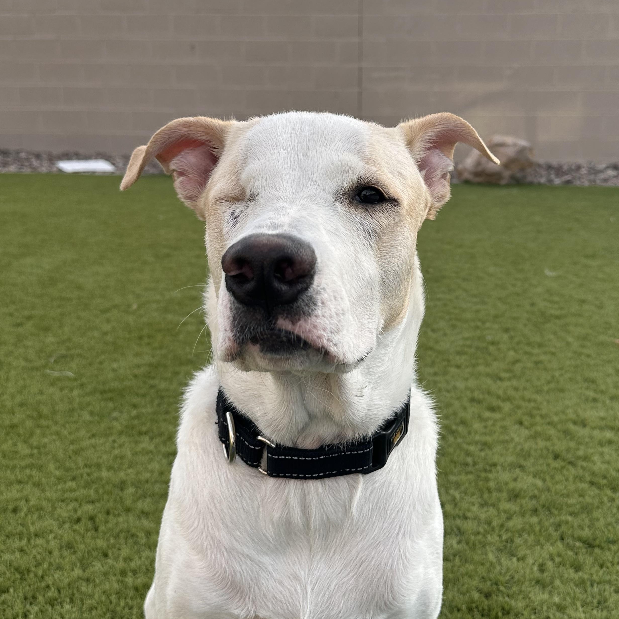 Toby, a Adoptable mixed breed in Phoenix, AZ image 5/6