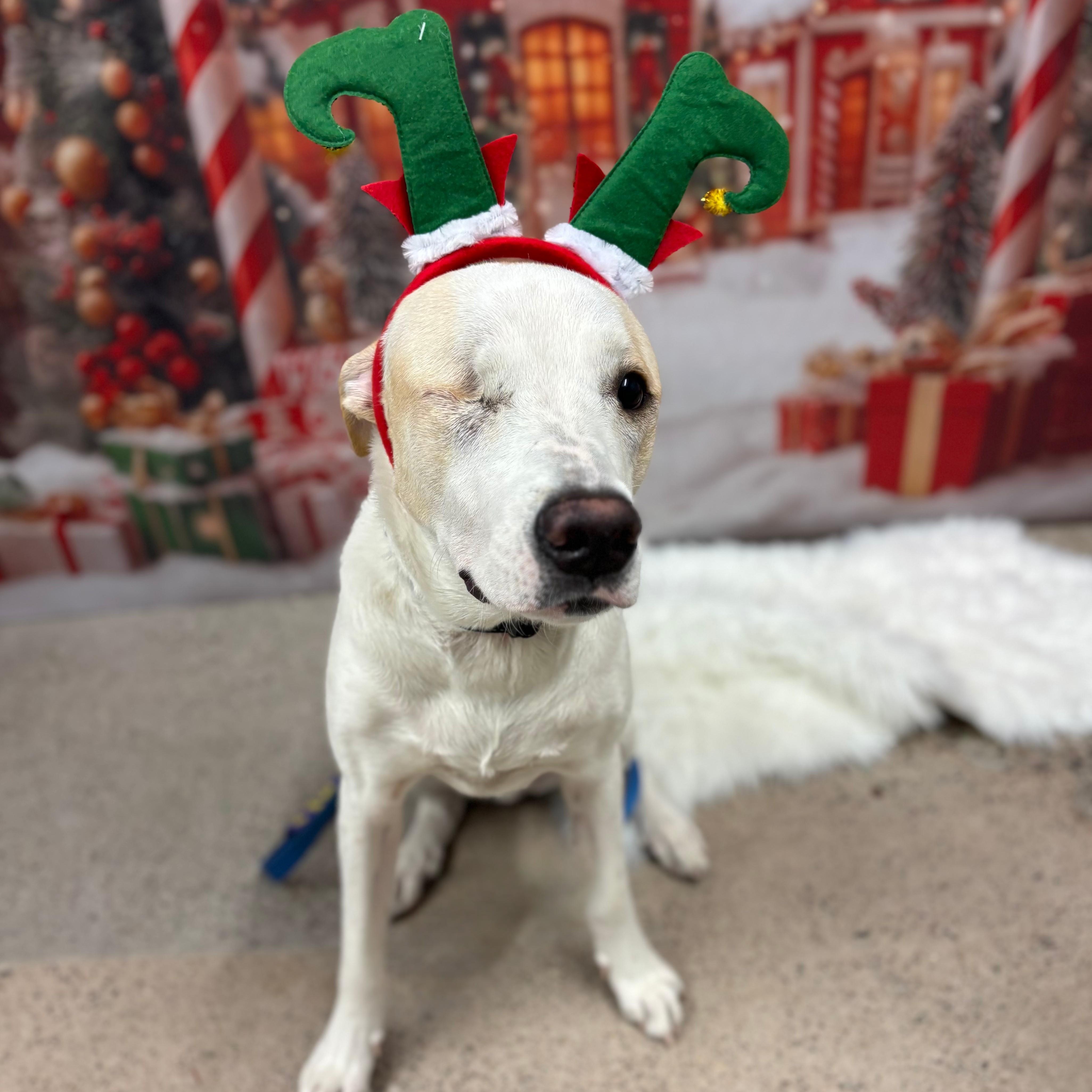 Toby, a Adoptable mixed breed in Phoenix, AZ image 6/6