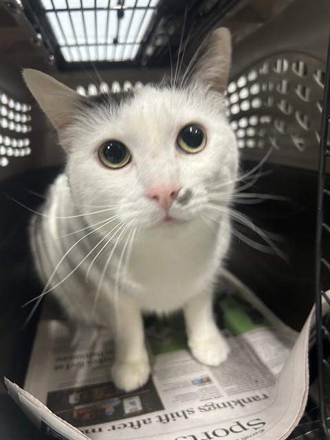 Enlarge KOKO, a Adoptable Domestic Short Hair in Westminster, MD image 1/1