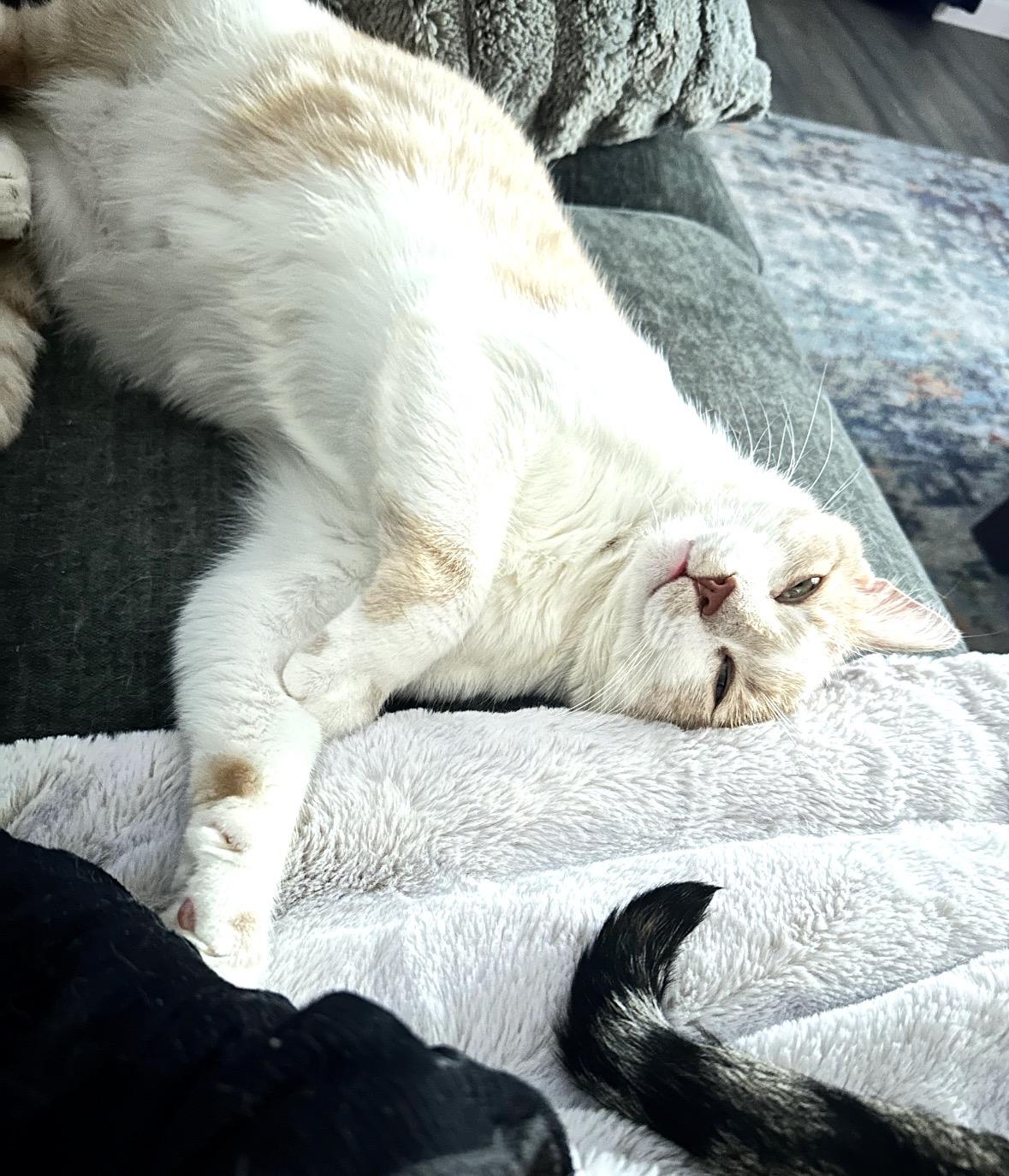 Dorito, a ADOPTABLE Domestic Short Hair in Bronx, NY image 4/5