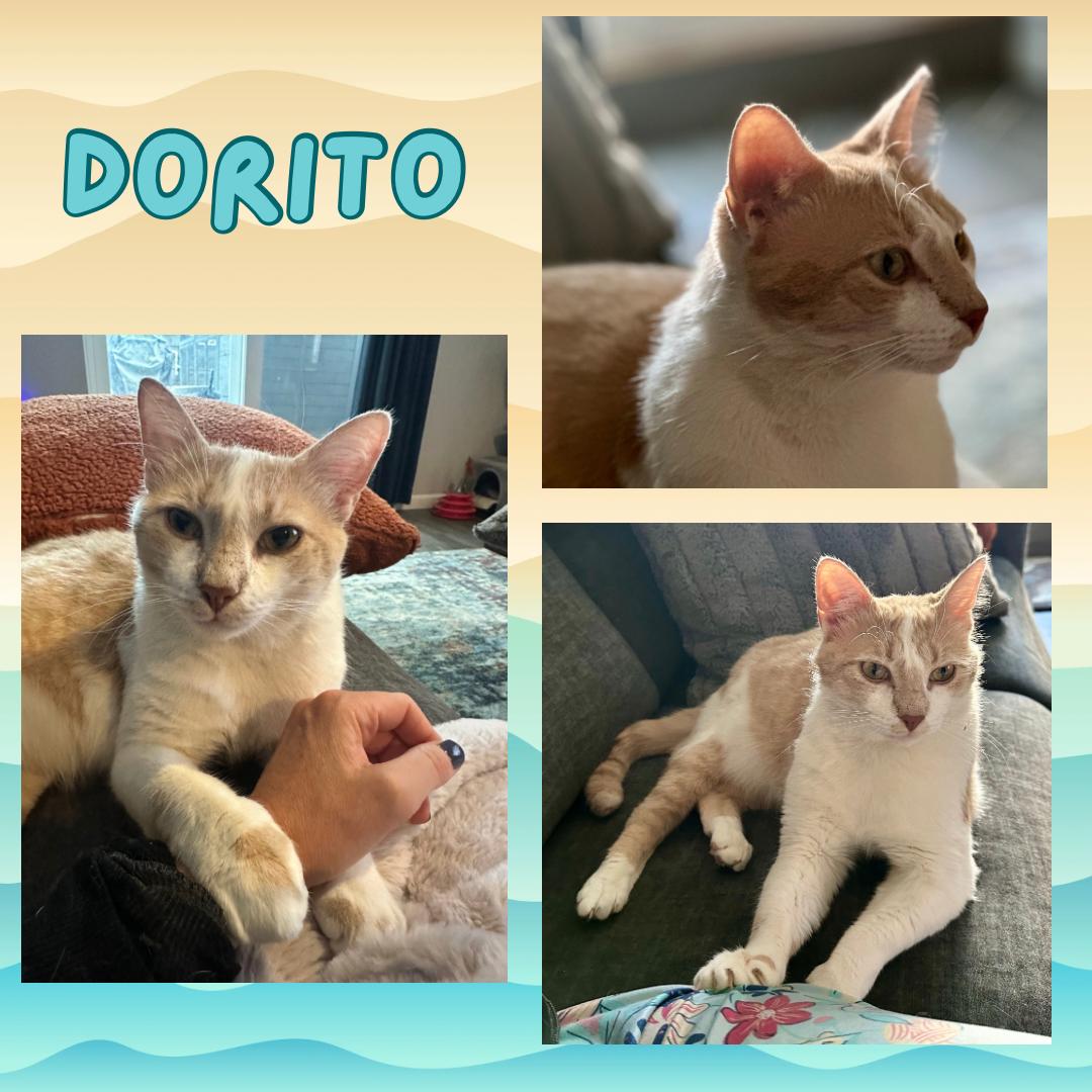 Dorito, a ADOPTABLE Domestic Short Hair in Bronx, NY image 1/5