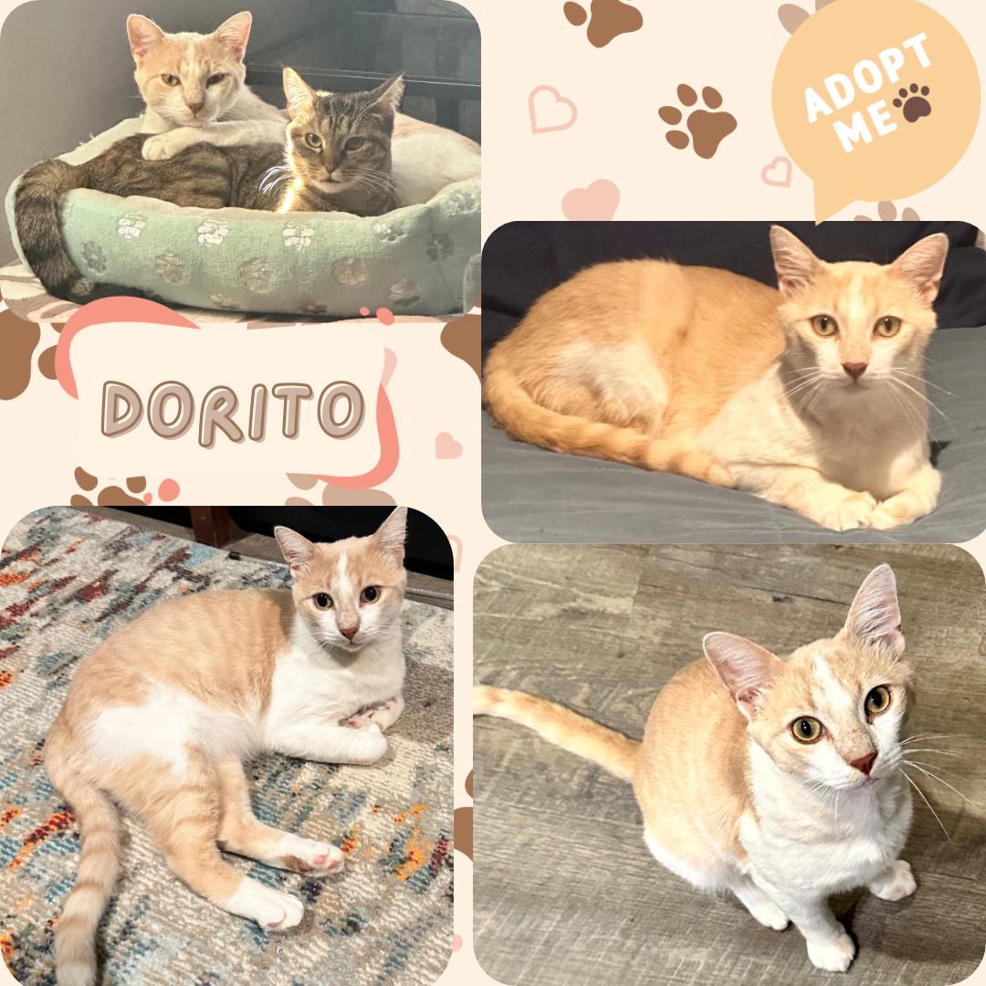 Dorito, a ADOPTABLE Domestic Short Hair in Bronx, NY image 3/5
