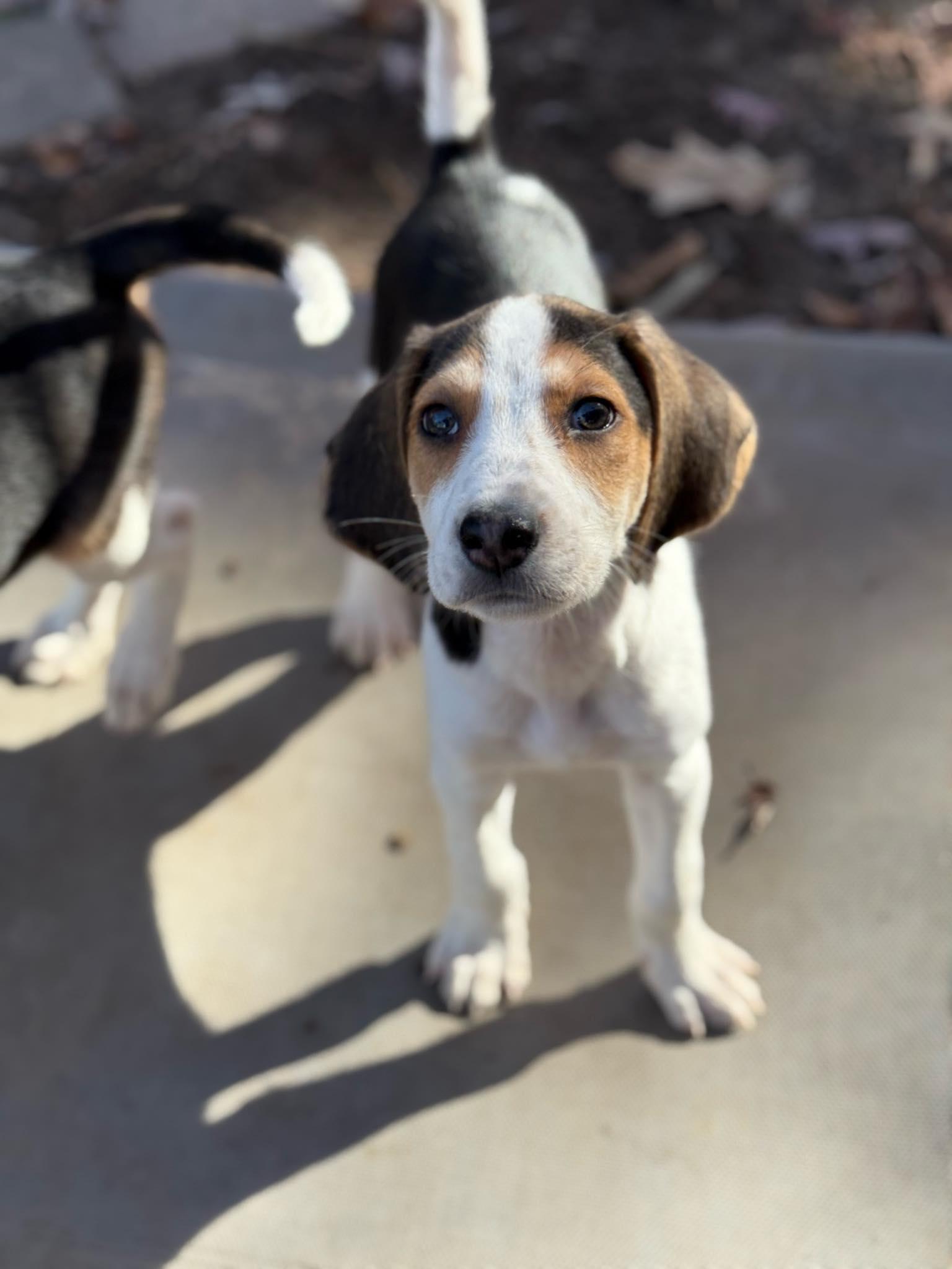 Pearl Necklace, adopted, Puppy Male American Foxhound.