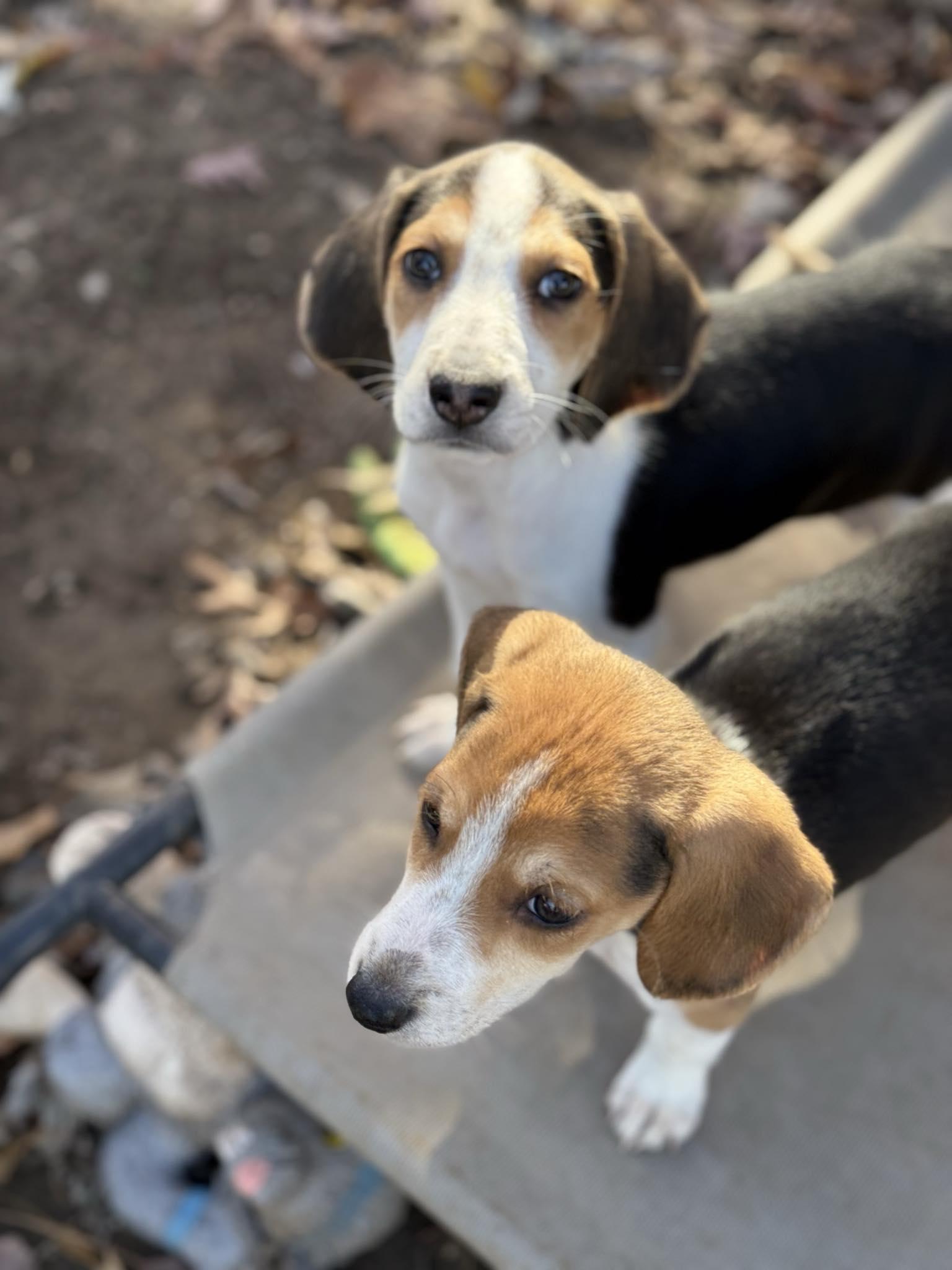 Pearl Necklace, an adopted American Foxhound in Millersville, MD image 2/5