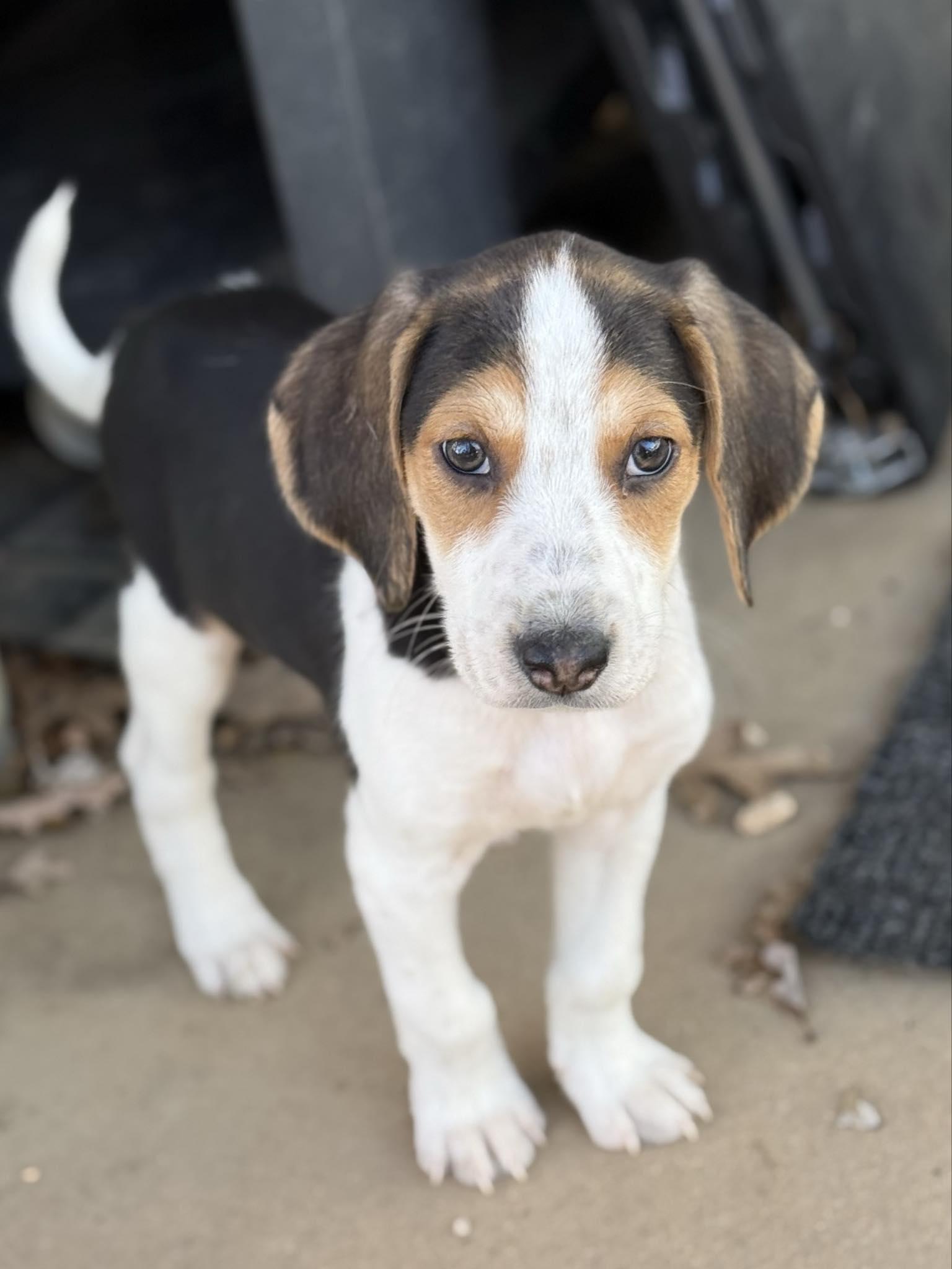 Pearl Necklace, an adopted American Foxhound in Millersville, MD image 4/5