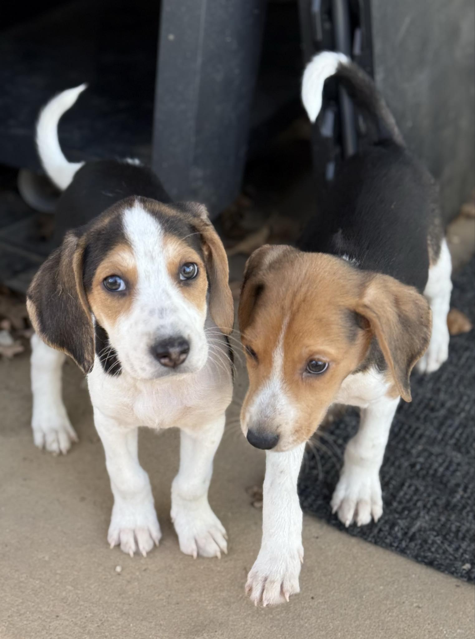 Pearl Necklace, an adopted American Foxhound in Millersville, MD image 5/5