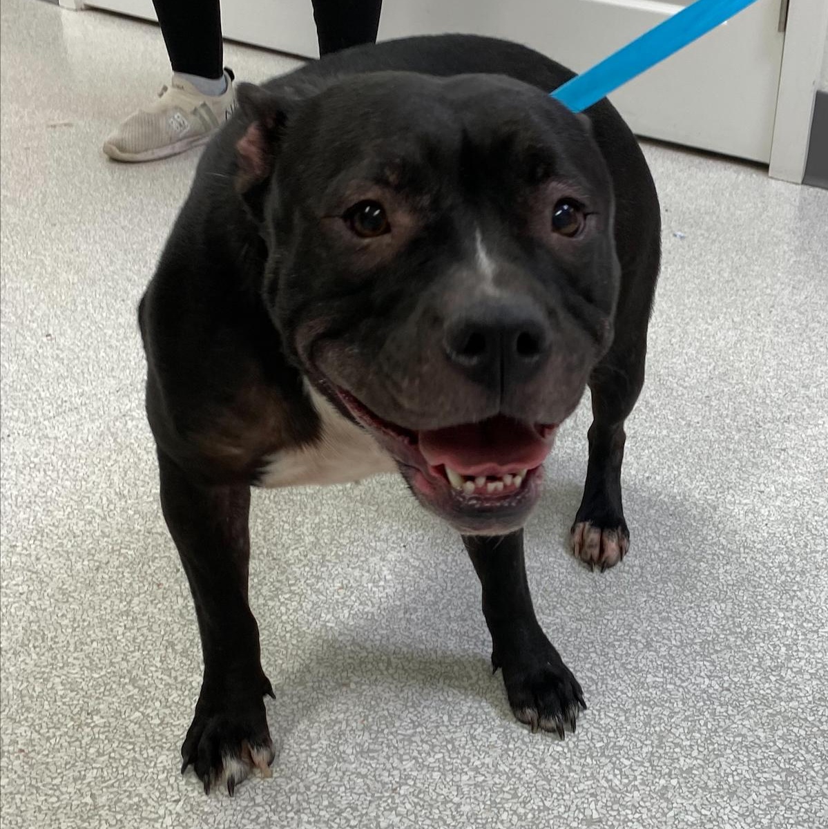 Sheba, a Adoptable American Bulldog in Pasco, WA image 3/3