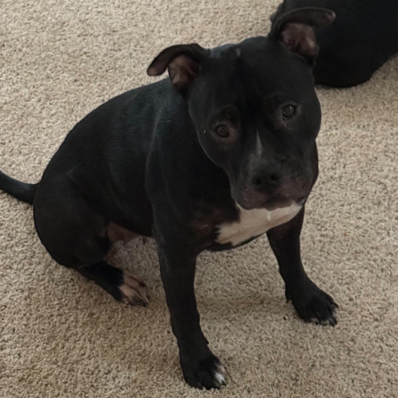 Sheba, a Adoptable American Bulldog in Pasco, WA image 2/3