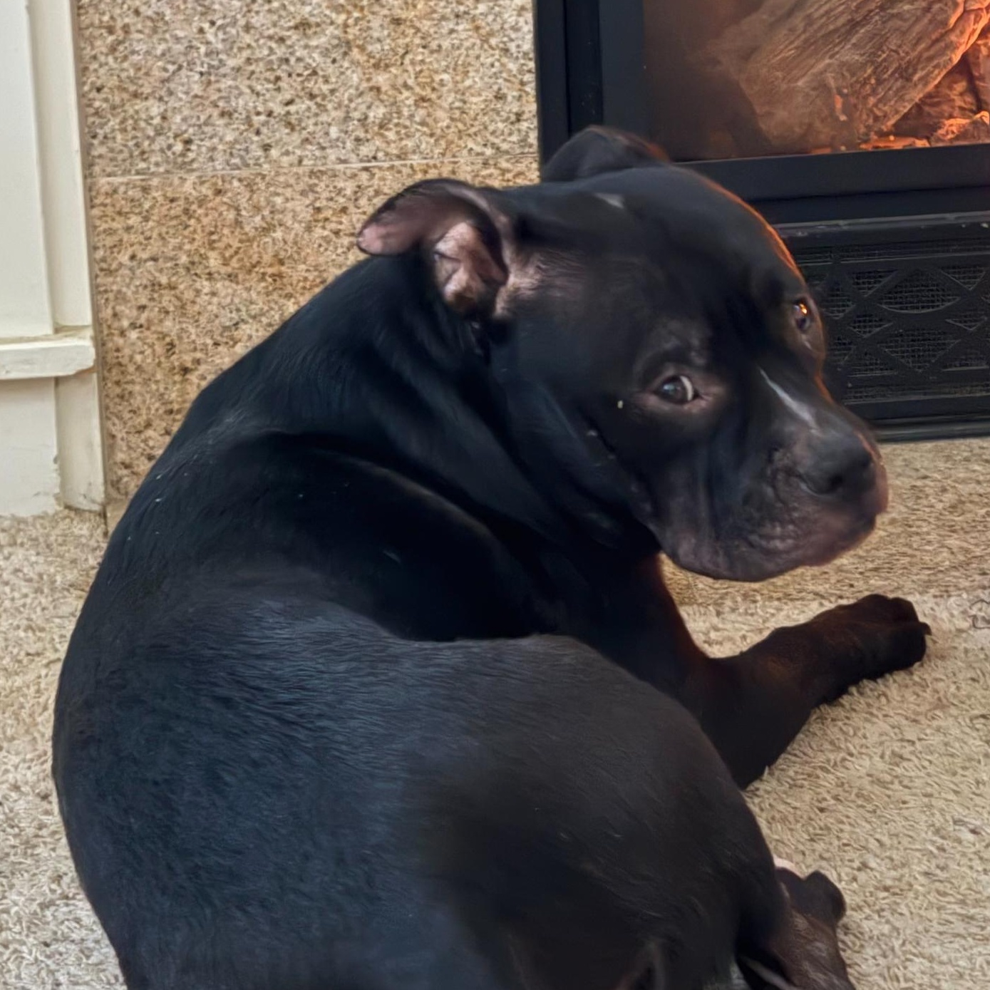 Sheba, Adoptable, Young Female American Bulldog.