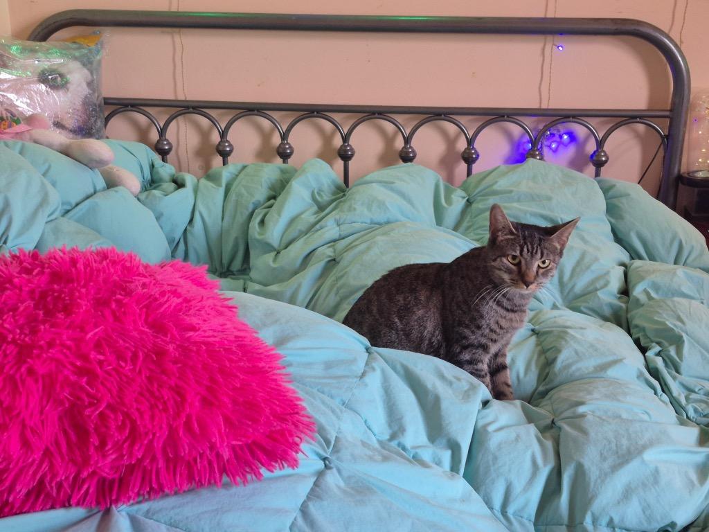 Riley, Adoptable, Young Female Domestic Short Hair.