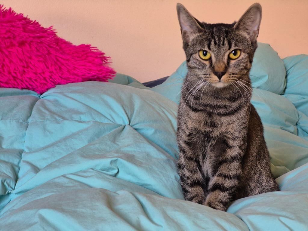 Enlarge Riley, a Adoptable mixed breed in New York, NY image 2/4