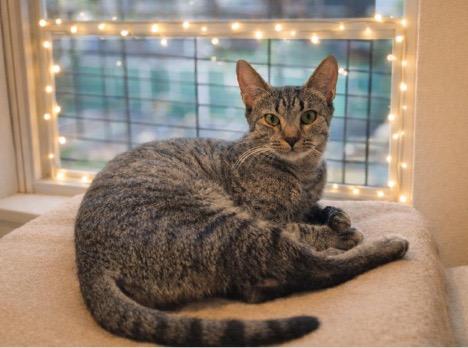 Enlarge Riley, a Adoptable mixed breed in New York, NY image 3/4