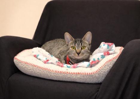 Enlarge Riley, a Adoptable mixed breed in New York, NY image 4/4