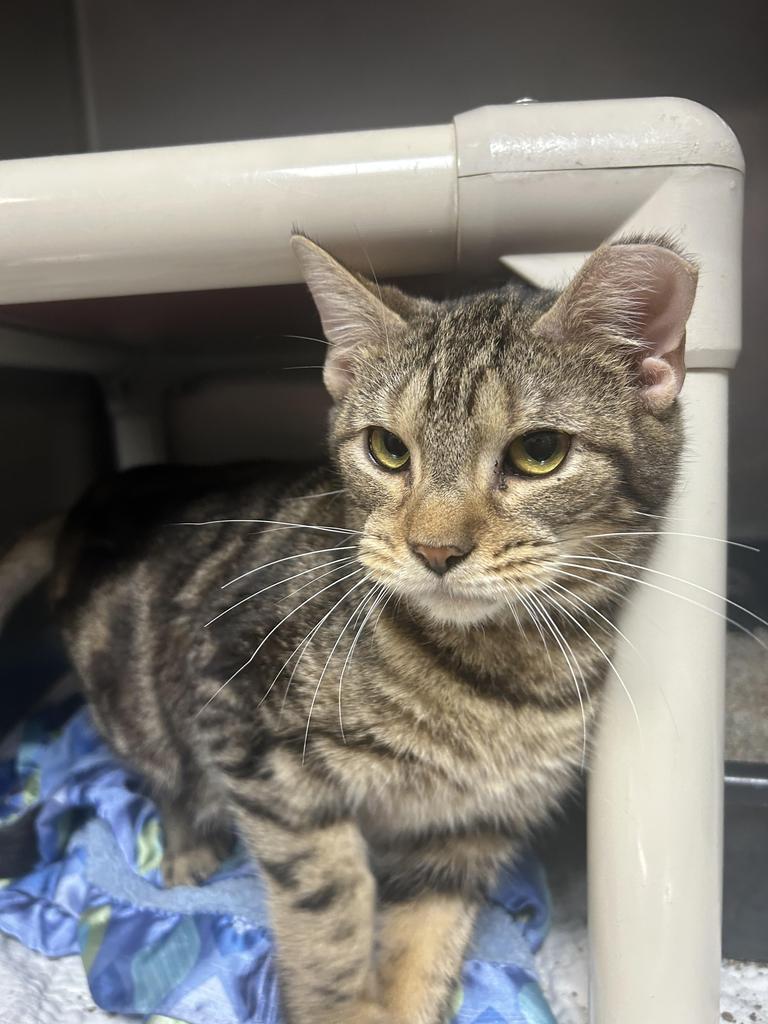 Buddy Holly, Adoptable, Young Male Domestic Short Hair.