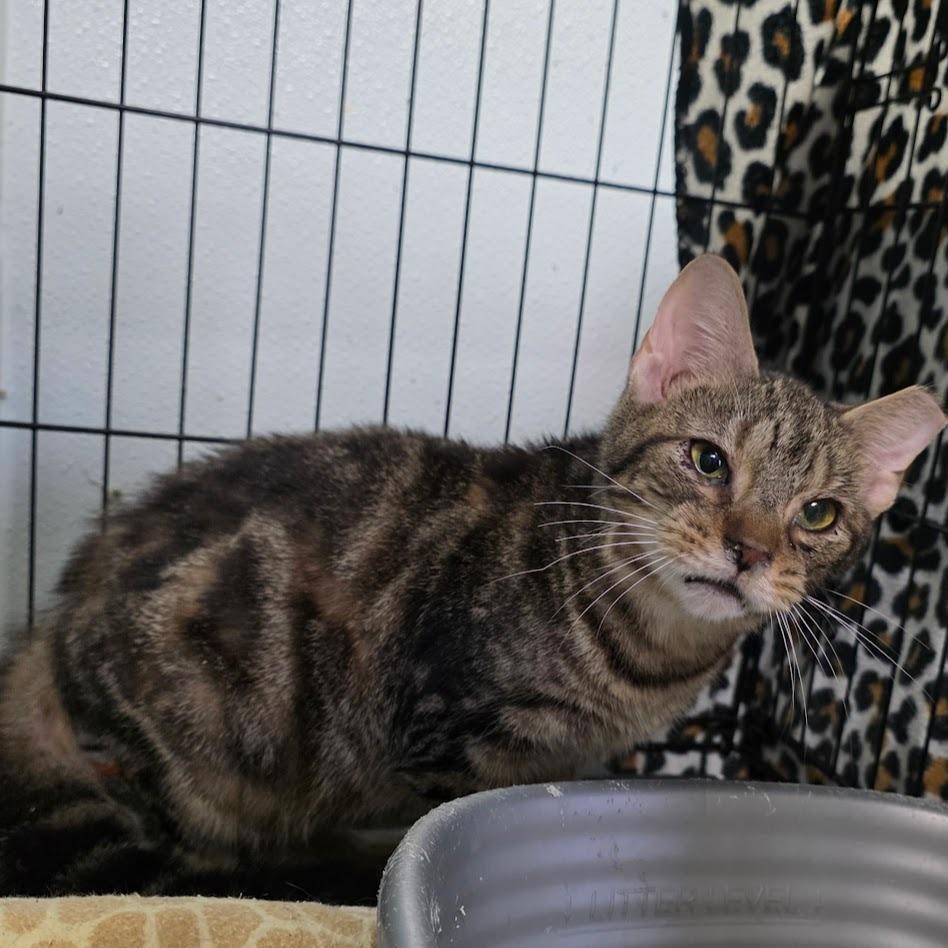 Buddy Holly, a Adoptable mixed breed in New Manchester, WV image 2/3