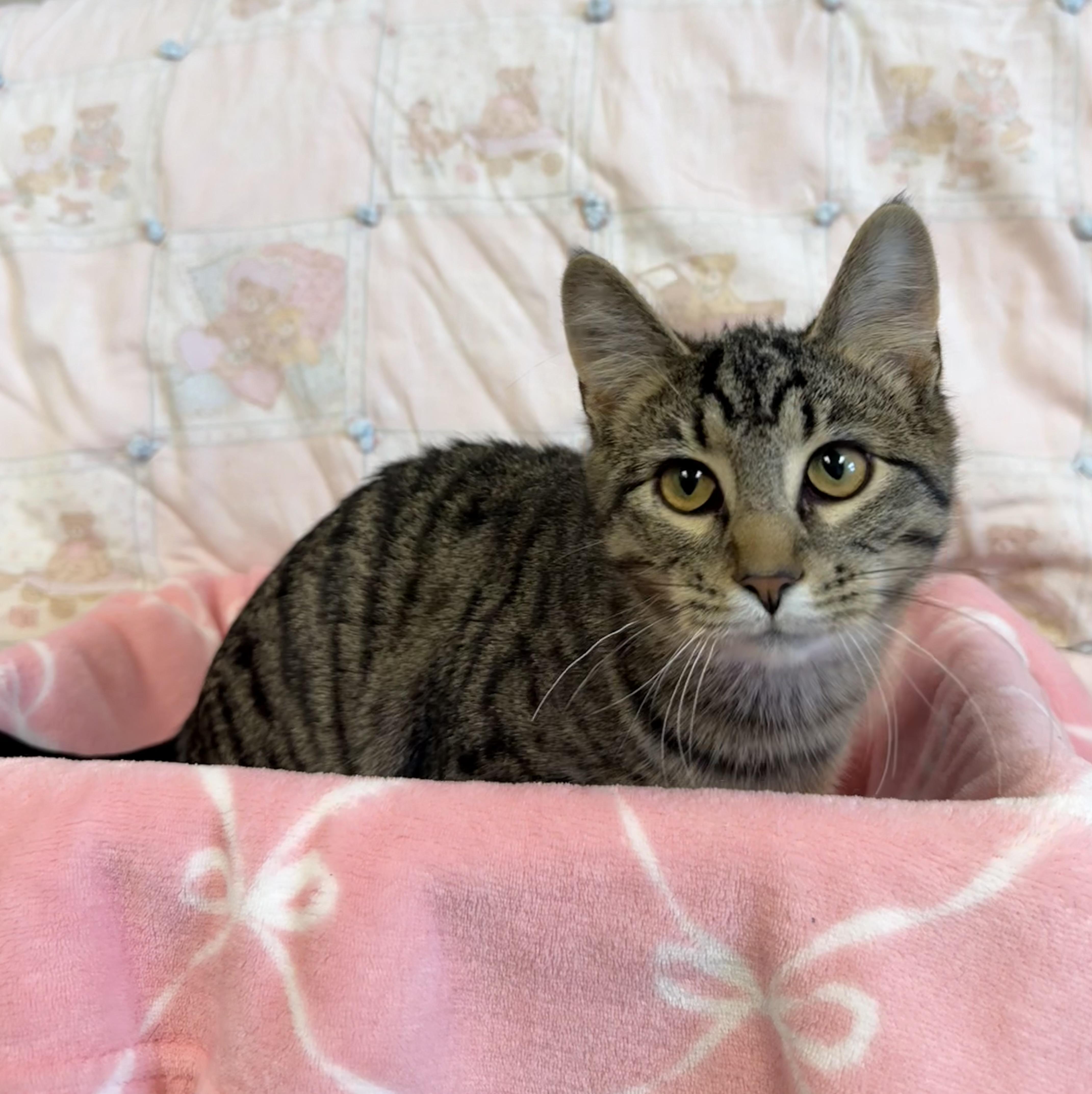 Tulsa, Adoptable, Young Male Domestic Short Hair.