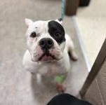 Doodle Pop 60221353, ADOPTABLE, Adult Female Mixed Breed & Pit Bull Terrier.