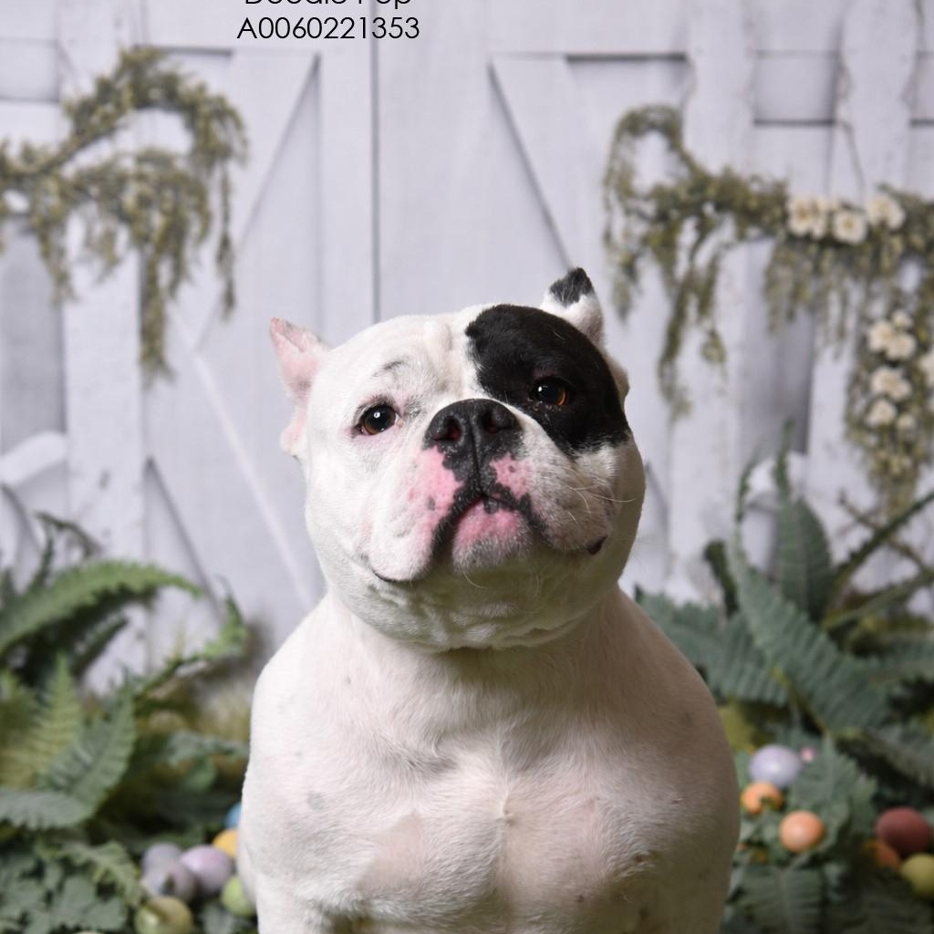 Doodle Pop 60221353, ADOPTABLE, Adult Female Mixed Breed & Pit Bull Terrier.