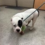 Enlarge Doodle Pop 60221353, a ADOPTABLE mixed breed in Harvey , LA image 2/2