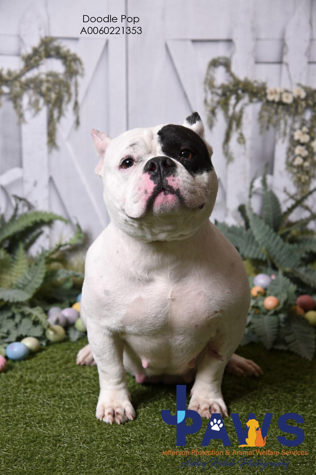 Enlarge Doodle Pop 60221353, a ADOPTABLE mixed breed in Harvey , LA image 2/4