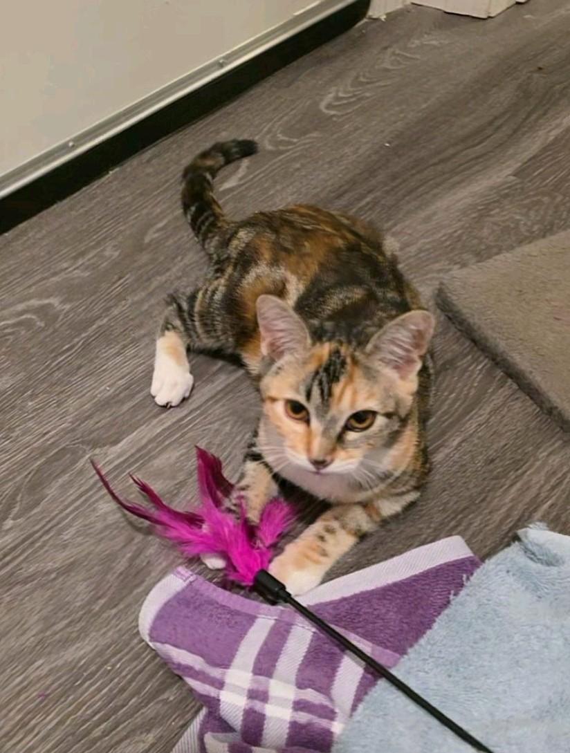 Summer, Adopted, Kitten Female Domestic Short Hair.