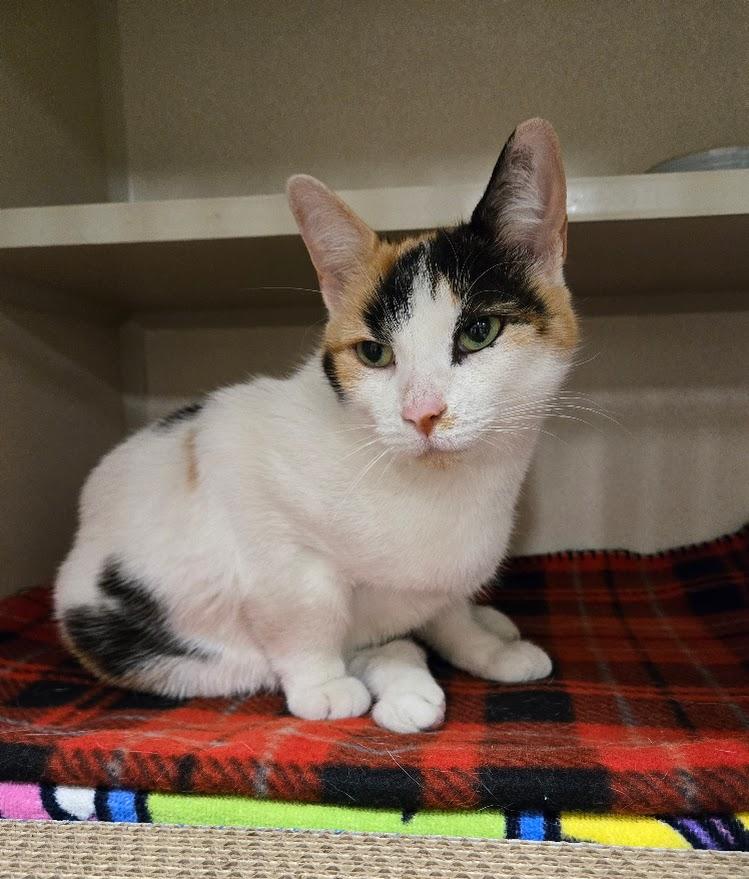 Muppet, ADOPTABLE, Adult Female Calico.