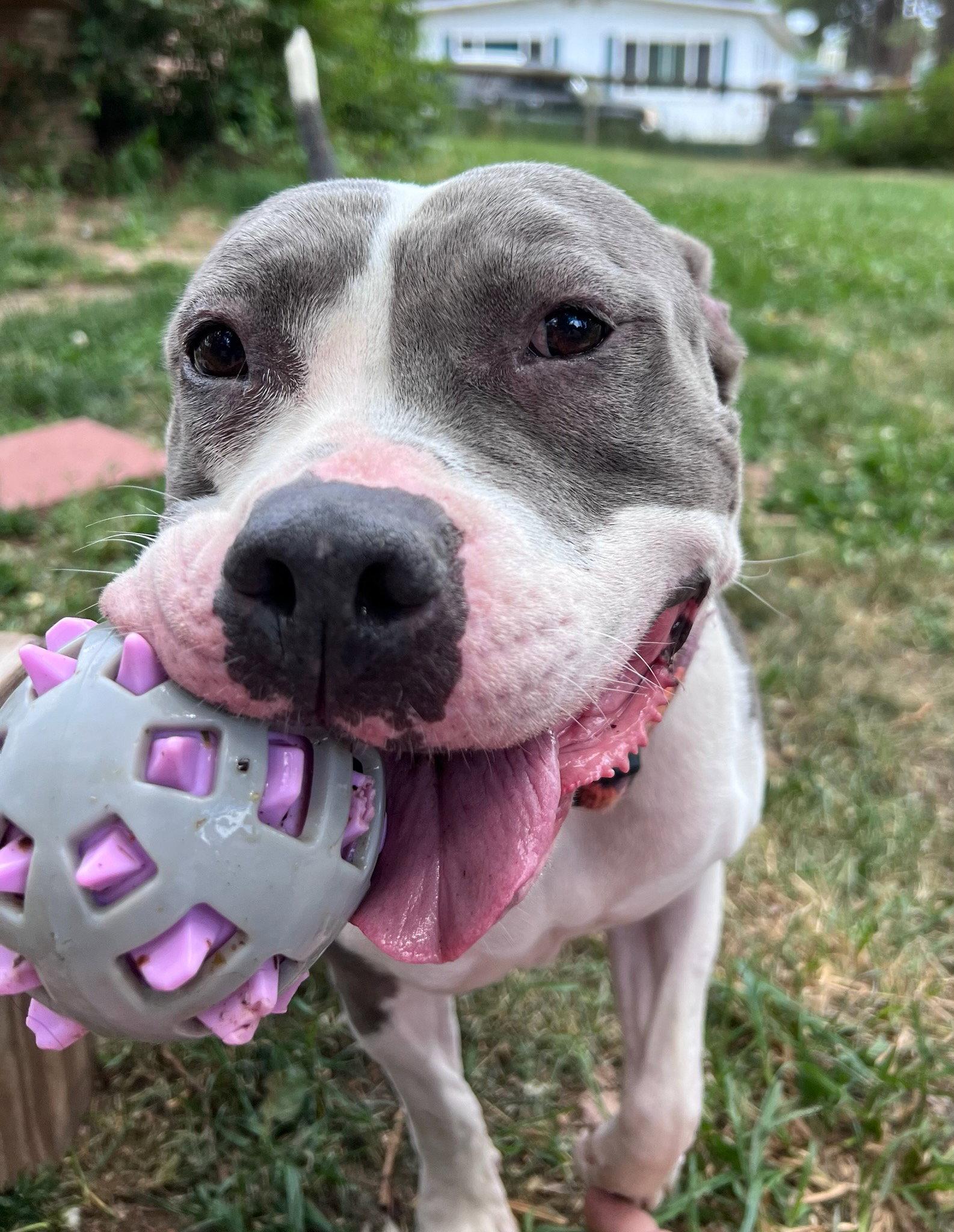 Enlarge Luna, a Adoptable Pit Bull Terrier in Fort Collins, CO image 1/3