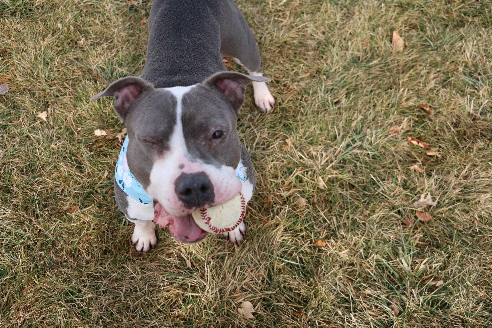 Enlarge Luna, a Adoptable Pit Bull Terrier in Fort Collins, CO image 2/3