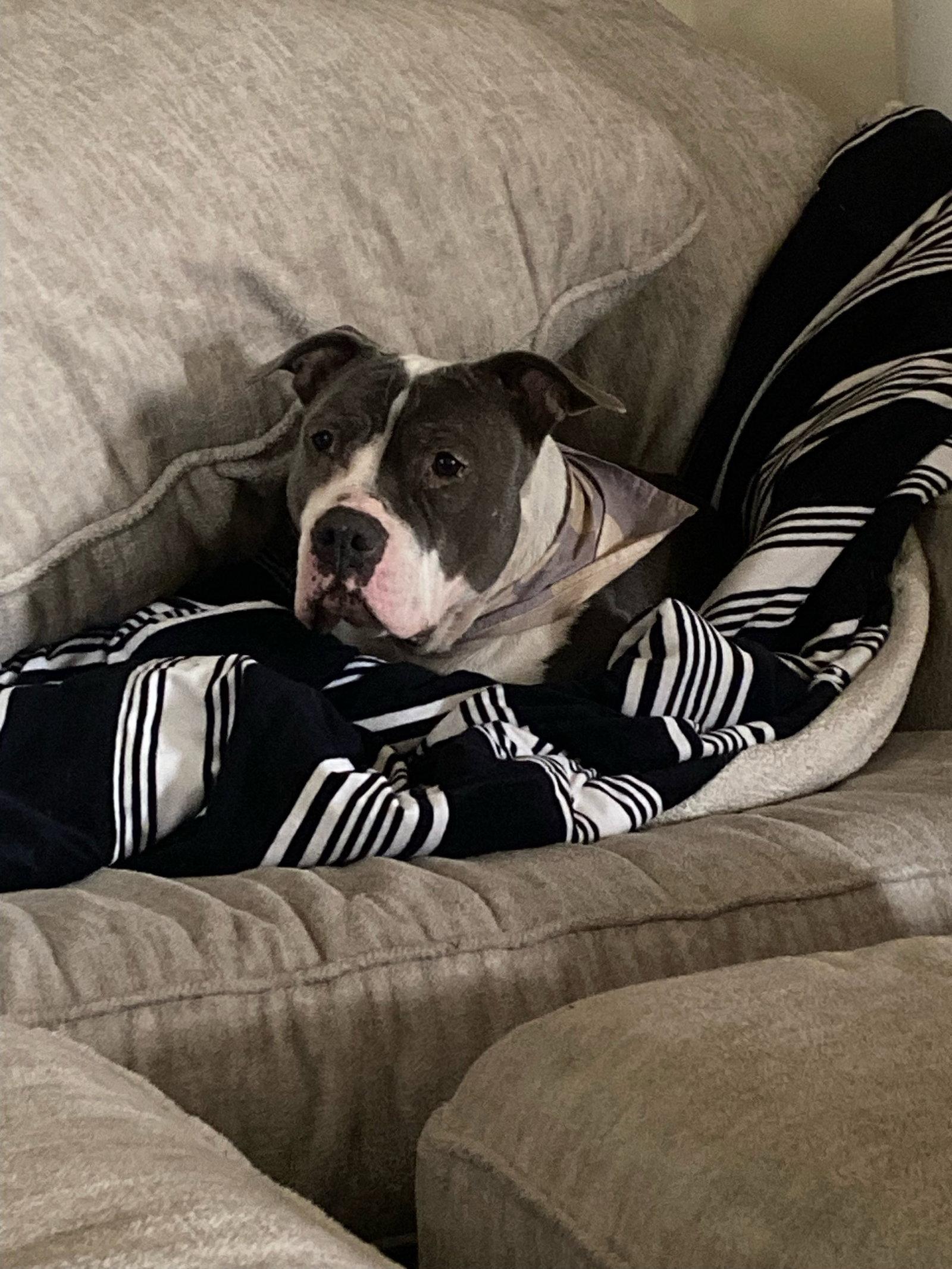Enlarge Luna, a Adoptable Pit Bull Terrier in Fort Collins, CO image 3/3