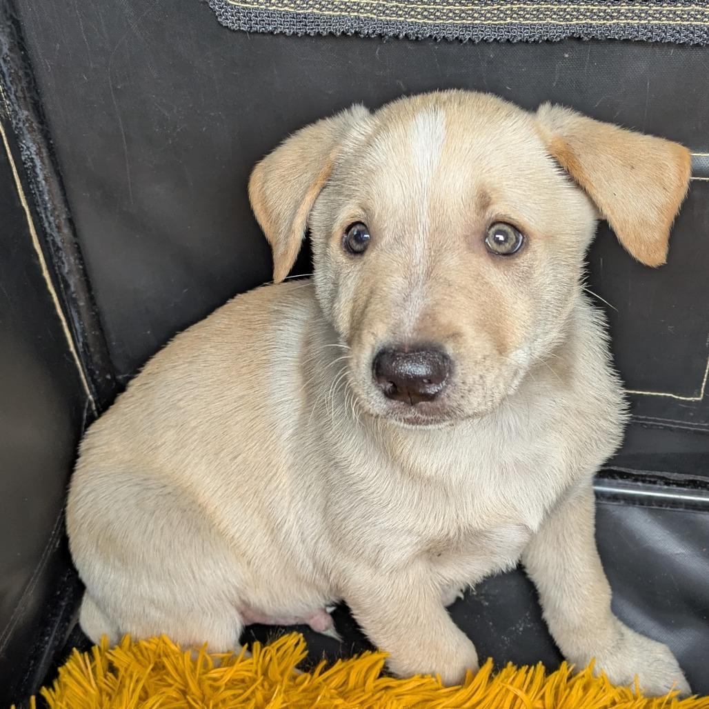 Blaze, Adoptable, Puppy Male Mixed Breed.