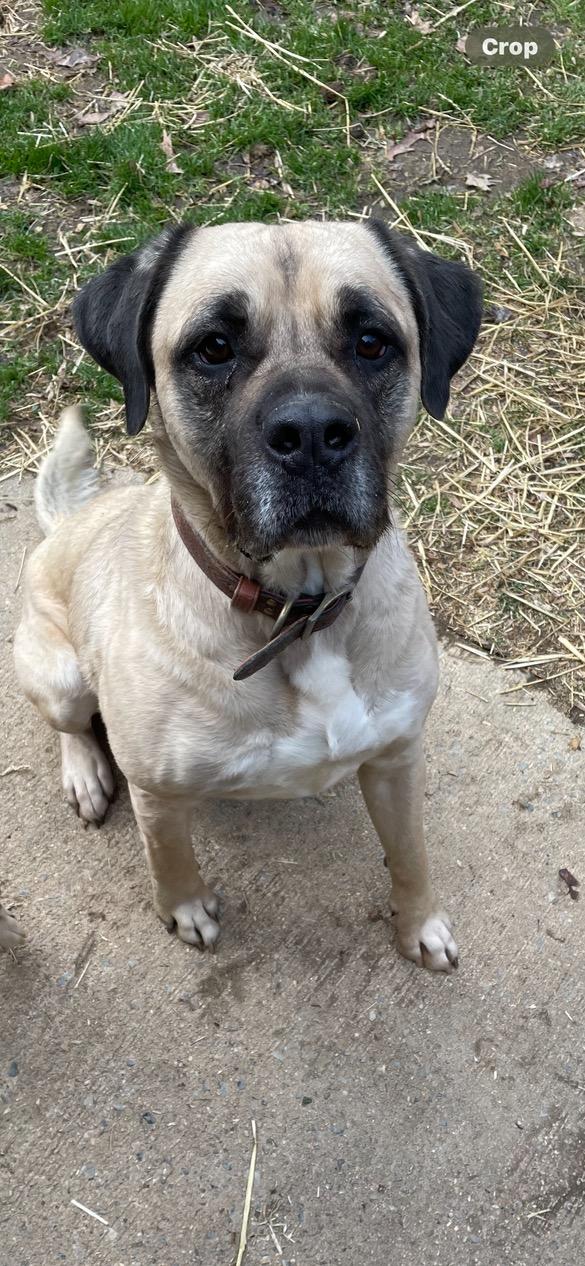 Tucker, Adoptable, Adult Male Mastiff.