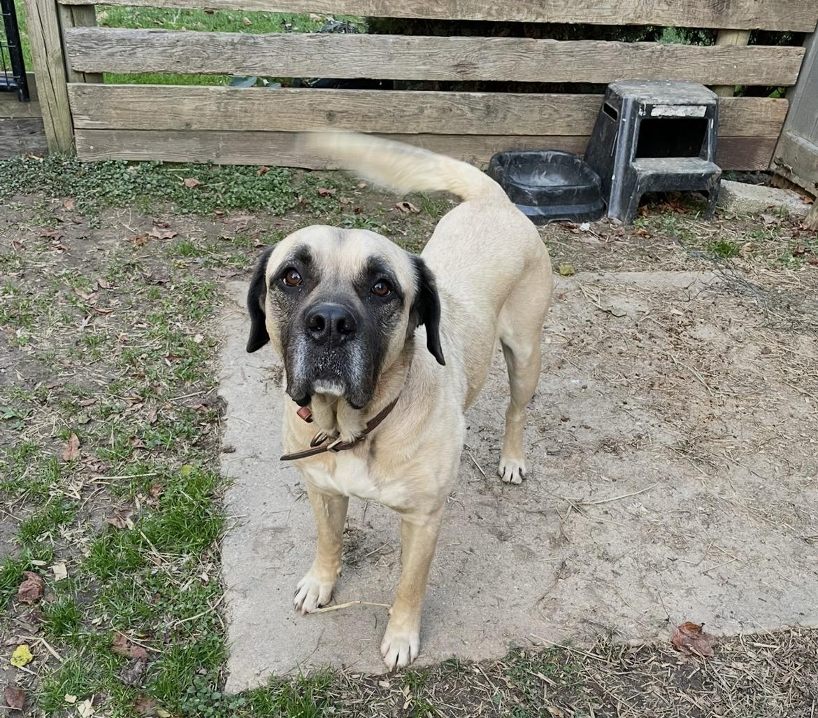 Tucker, Adoptable, Adult Male Mastiff.