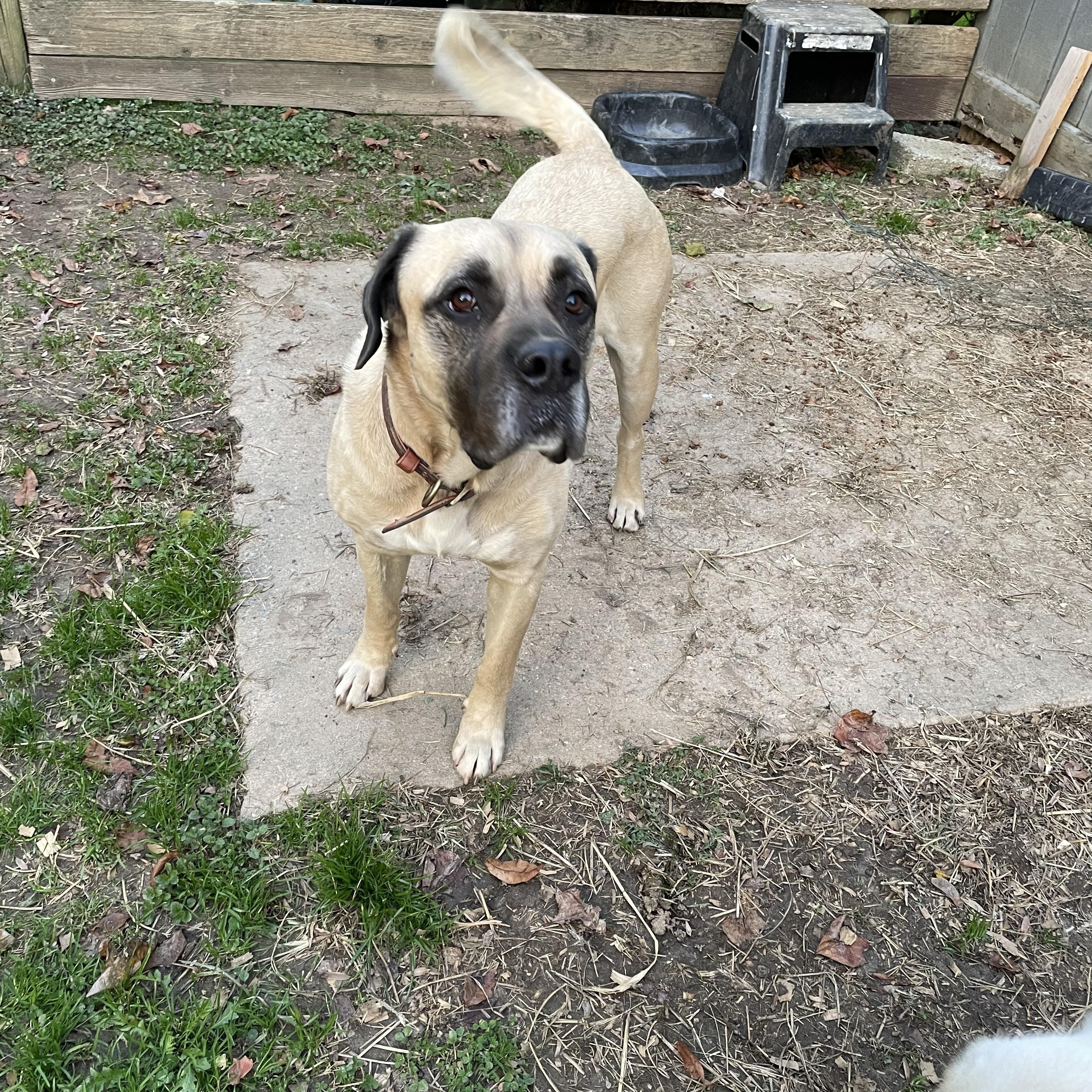Tucker, a Adoptable mixed breed in Lincoln University, PA image 3/3