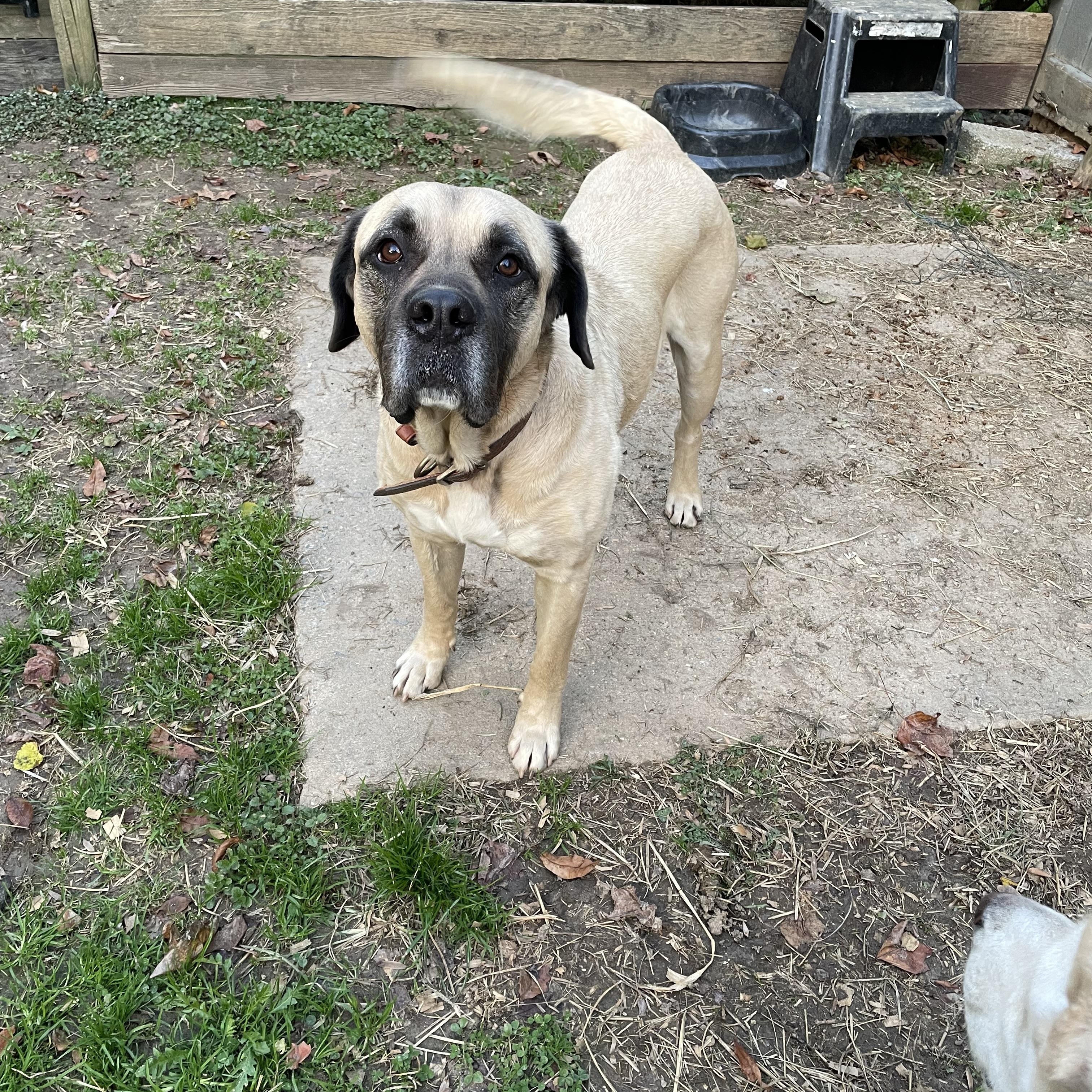 Tucker, Adoptable, Adult Male Mastiff.
