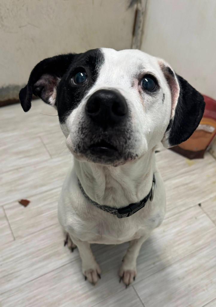 Elsa, Adoptable, Senior Female Mixed Breed.