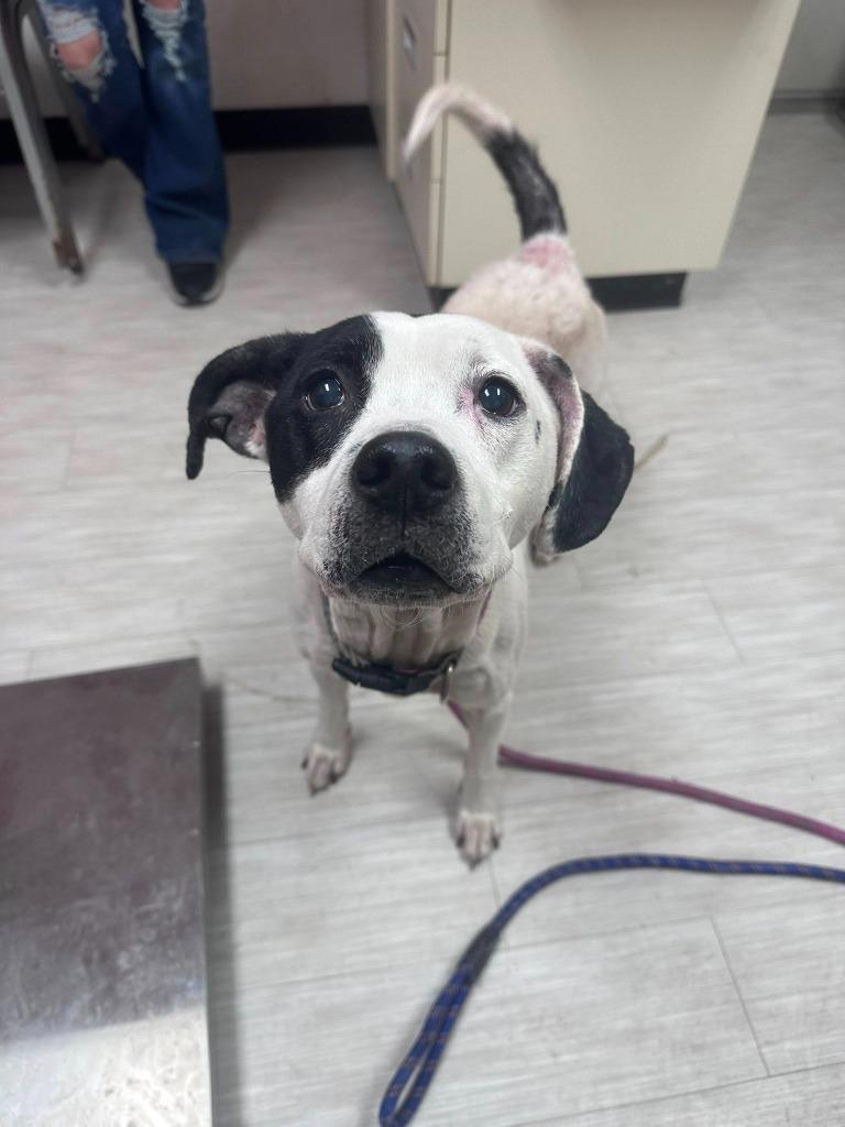 Enlarge Elsa, a Adoptable Mixed Breed in Marion, OH image 2/6
