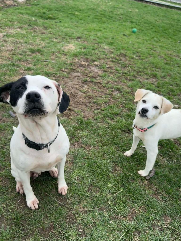 Enlarge Elsa, a Adoptable Mixed Breed in Marion, OH image 3/6