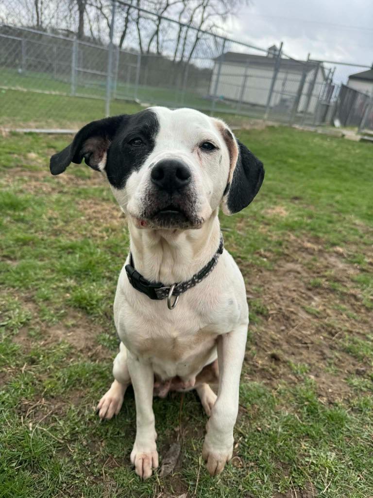 Enlarge Elsa, a Adoptable Mixed Breed in Marion, OH image 4/6