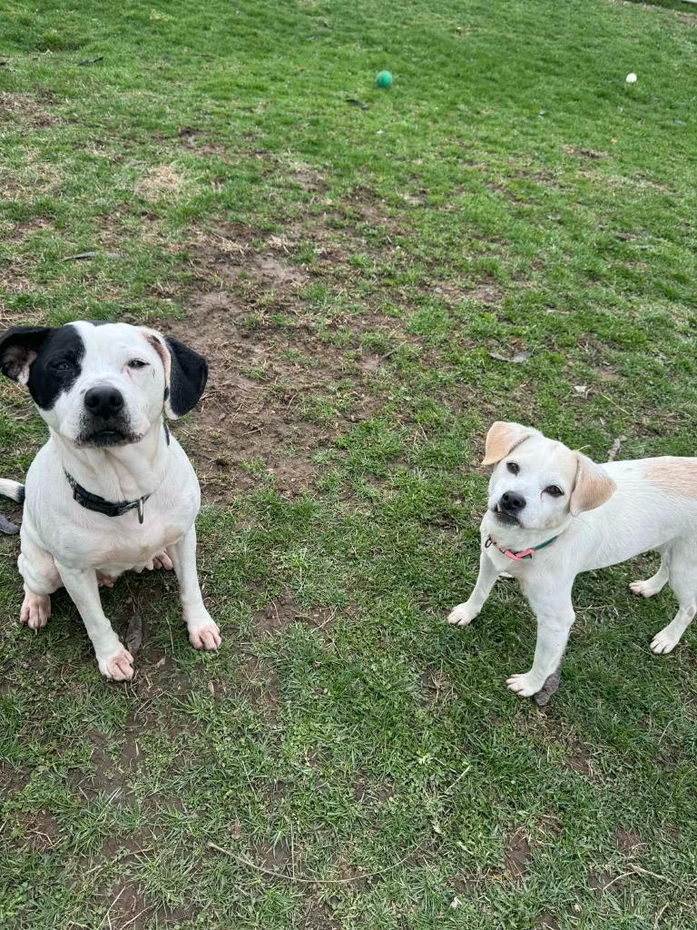 Enlarge Elsa, a Adoptable Mixed Breed in Marion, OH image 5/6