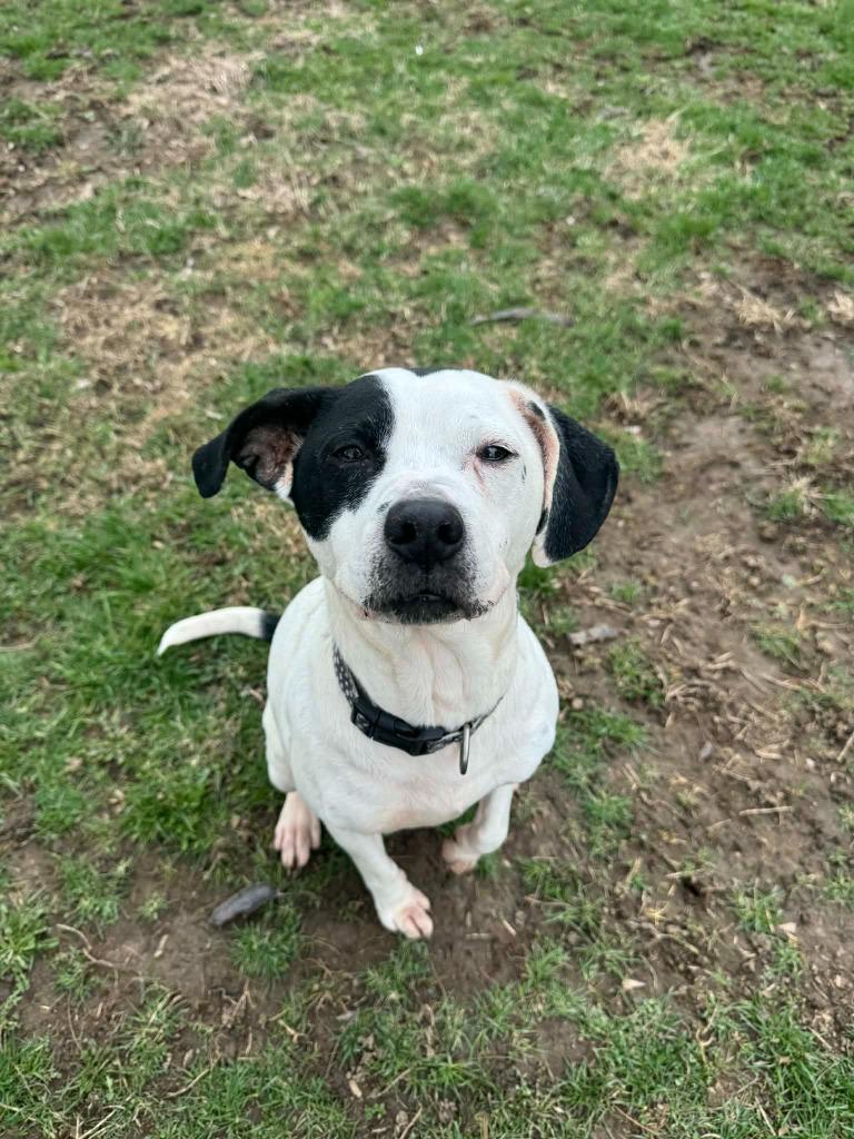 Enlarge Elsa, a Adoptable Mixed Breed in Marion, OH image 6/6