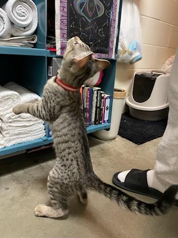 Enlarge Larry & Moe, a ADOPTABLE Domestic Short Hair in Gig Harbor, WA image 4/5