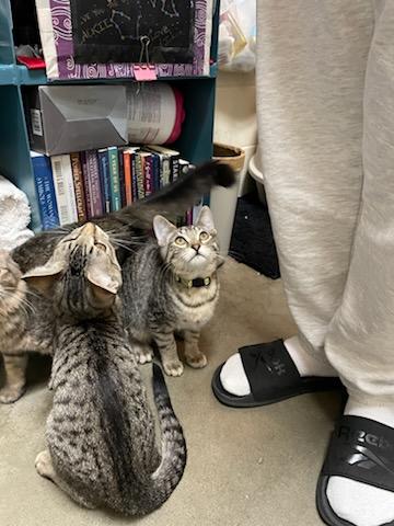 Enlarge Larry & Moe, a ADOPTABLE Domestic Short Hair in Gig Harbor, WA image 1/5