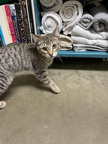 Enlarge Larry & Moe, a ADOPTABLE Domestic Short Hair in Gig Harbor, WA image 5/5