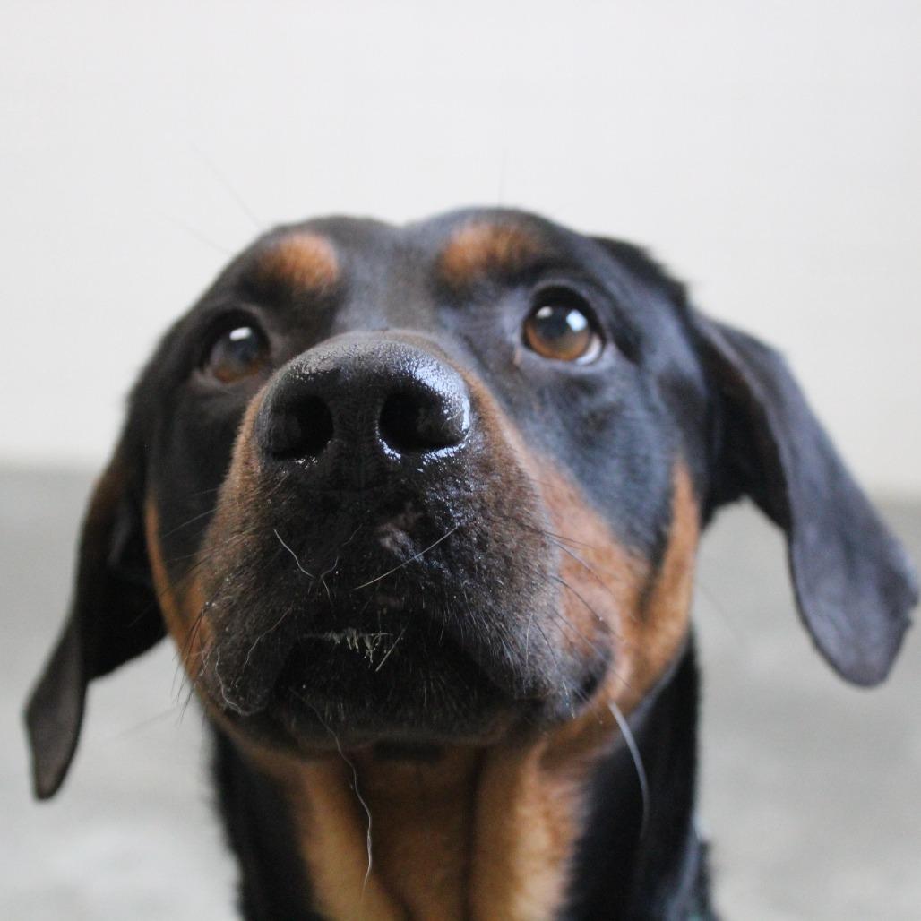 Enlarge Rambo, a Adoptable Mixed Breed in Melbourne, KY image 1/6