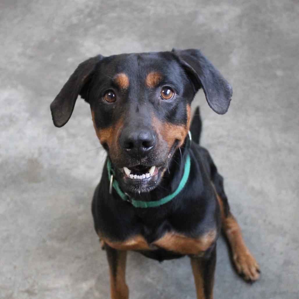 Enlarge Rambo, a Adoptable Mixed Breed in Melbourne, KY image 3/6