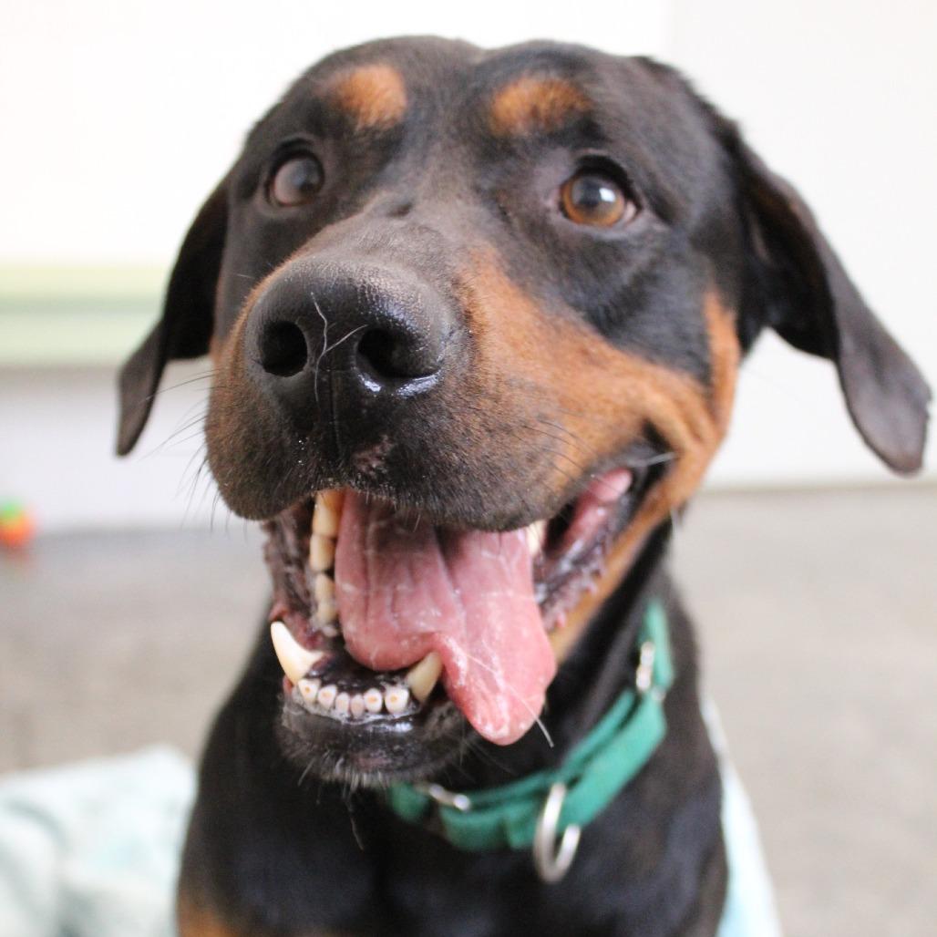 Enlarge Rambo, a Adoptable Mixed Breed in Melbourne, KY image 4/6