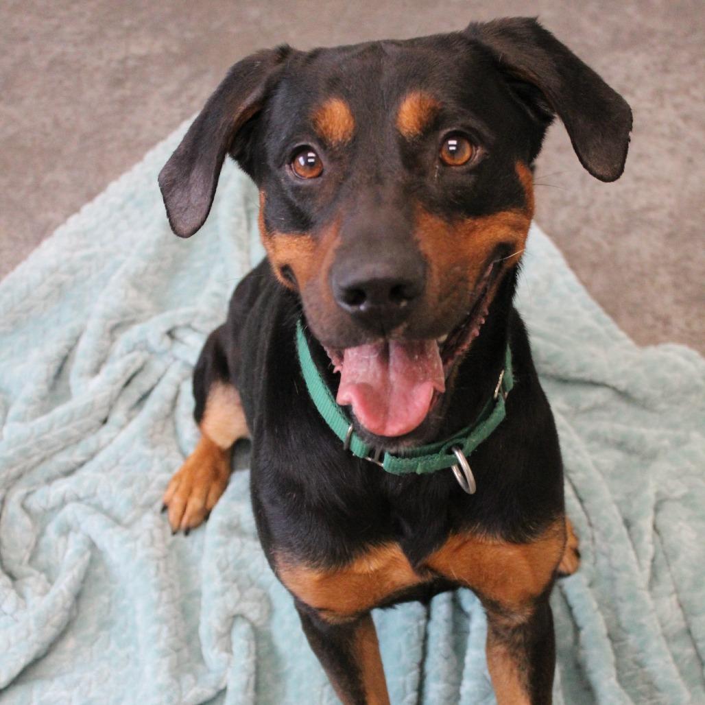 Enlarge Rambo, a Adoptable Mixed Breed in Melbourne, KY image 5/6