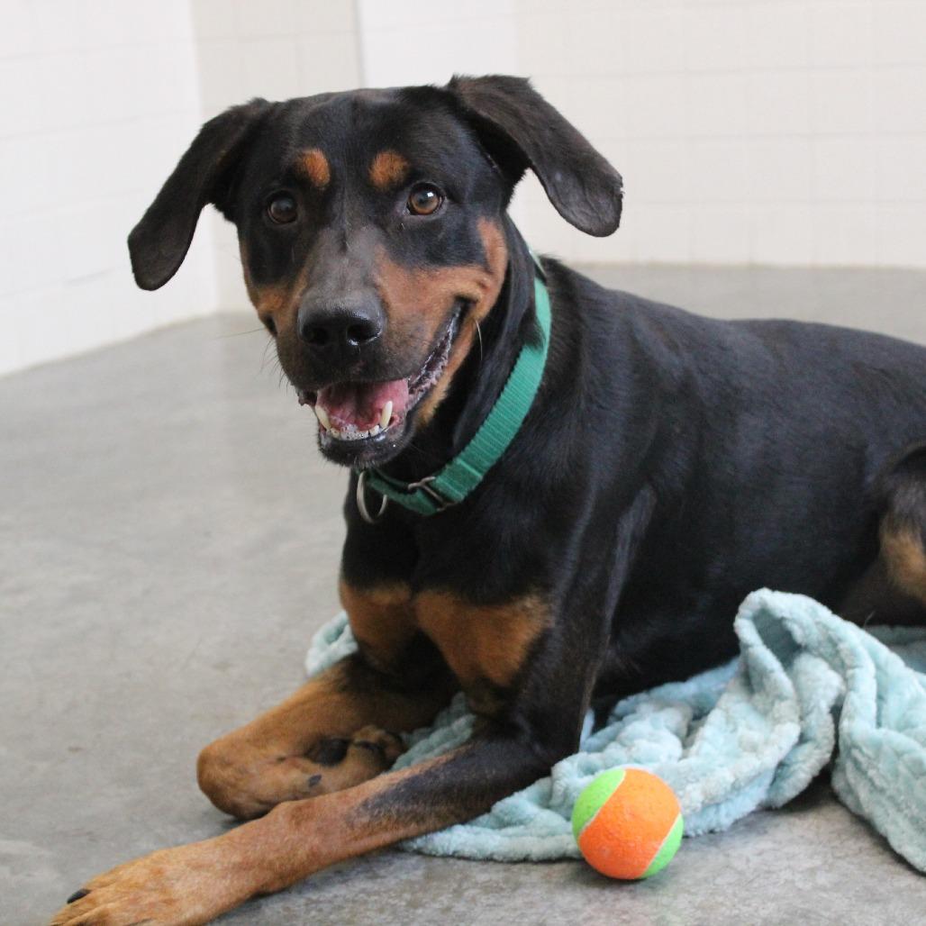 Enlarge Rambo, a Adoptable Mixed Breed in Melbourne, KY image 6/6