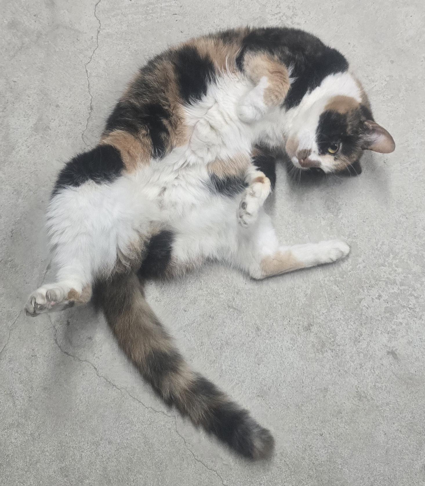 Enlarge Winnie, a Adoptable Domestic Short Hair in Saylorsburg, PA image 1/5