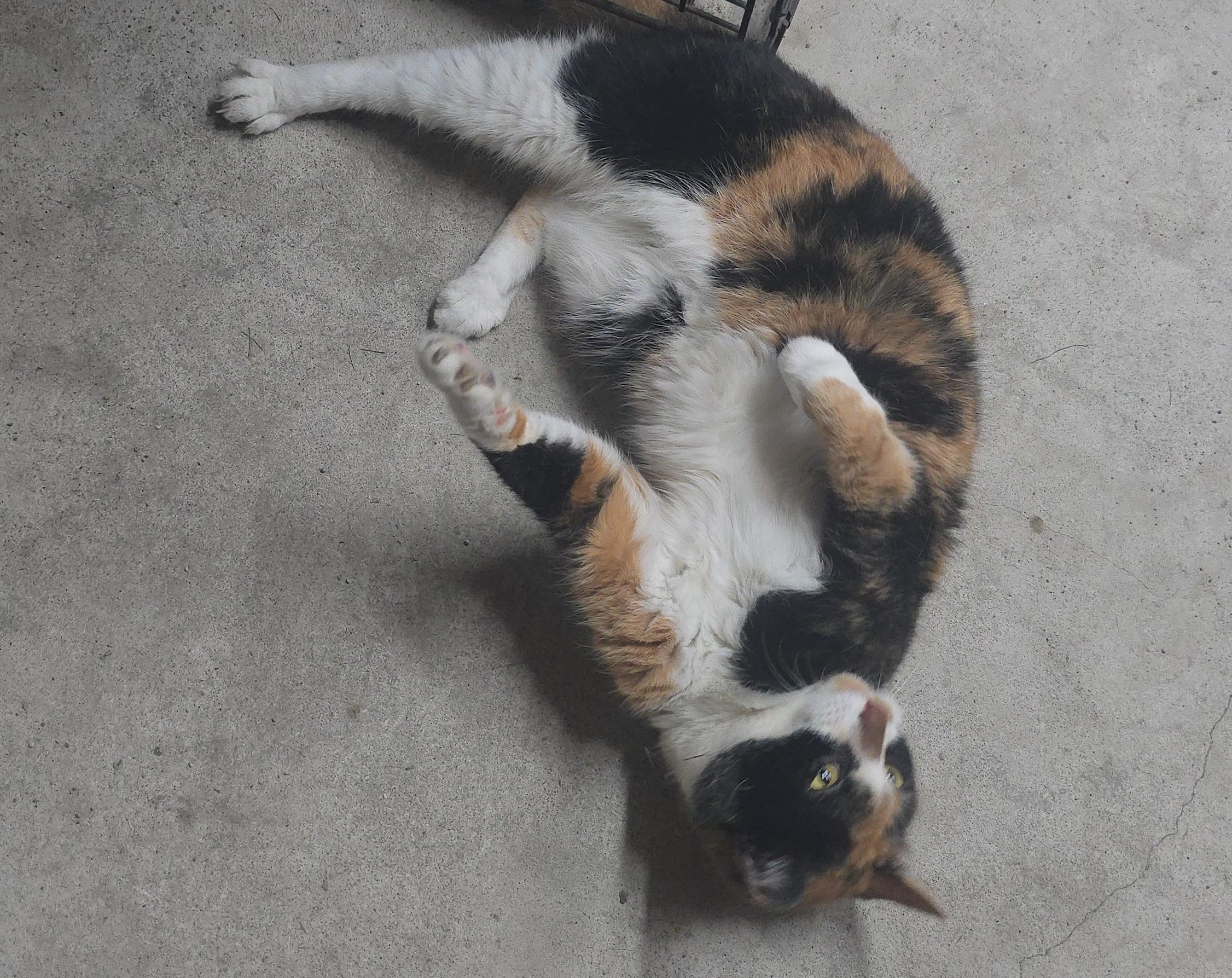 Enlarge Winnie, a Adoptable Domestic Short Hair in Saylorsburg, PA image 2/5